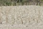 Erosion Control