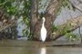 Snowy (?) egret
