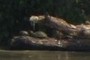 Turtles 