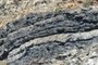 Coal in the Purslane Formation