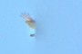 A third of a bird