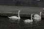 swan 