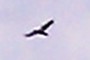Crow