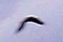 Crow