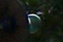Bule Bulb