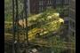 School Bus Faces Ten Story Drop