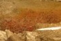 Baked Clay