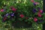 Flower Basket