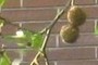 Pods