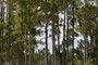 Pine Trees