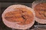 Trilobite 1