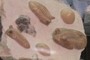 Trilobites