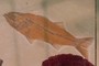 Fossil Fish