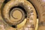 Ammonite