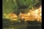 Turtles