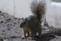 Wildlife 1