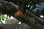 Ficus mucuso fruit, a favorite of the chimps