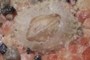 barnacle