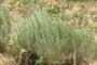 Sagebrush (Artemisia filifolia) in the sand sage prairie is unique to most Artemisias in that it is fire tolerant and will resprout following a fire.