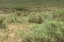 On the High Plains of Oklahoma, grasses are typically shorter in stature and are interspersed with various annual and perennial forbs as well as woody shrubs such as Sand Sagebrush.