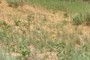 Soil in this particular ecological site within the Great Plains mixed-grass prairie is considered stabilized sand dunes.