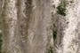 Spanish Moss
