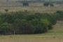 Riparian Zone in the southern mixed-grass prairie usually consists of elms, cottonwoods, soapberry, and a variety of willows.