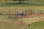 Wells like these provide access to drinking water for livestock.