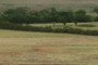 Tree rows like this were commonly planted by land managers for controlling wind erosion and to protect livestock from the driving wind.