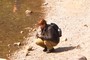 Photographer
