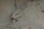 Where is the Rabbit?