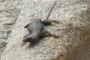 Lizard