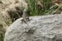 Lizard