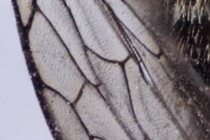 219345-210x140