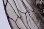 wing