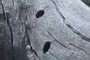 Holes