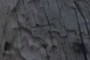 Bug tracks