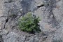 Tree on the rock