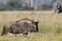 Wildebeest
