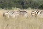 Zebra too