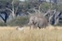 Elephant and Zebra
