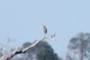 Bird observes