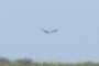 Raptor