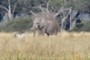 Elephant and Zebra