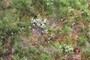 Juniper berries