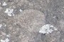 Clast