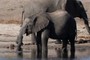 Baby Elephant