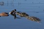 Crocodile eats Impala