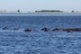 Pod of Hippos