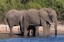 3 Elephant